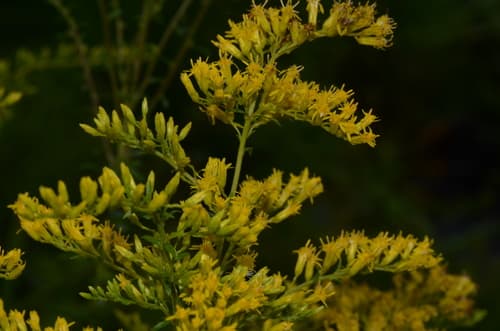 Chapman's Goldenrod