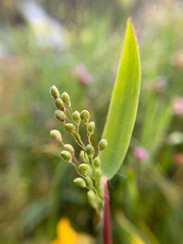 Heller's Rosette Grass