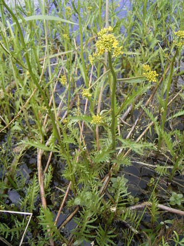 Amphibious Yellowcress (Not a Bonsai)