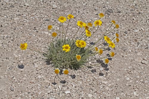 Stemmy Four-nerved Daisy