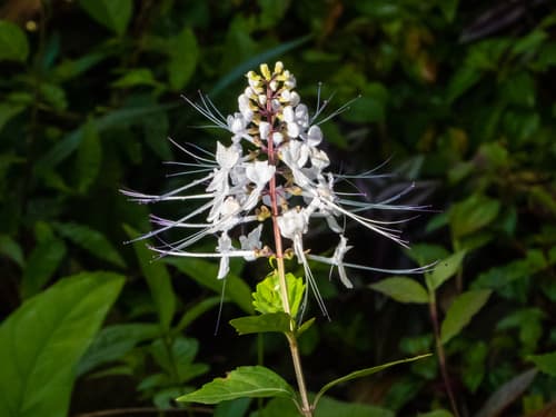 Cat's Whiskers Bonsai