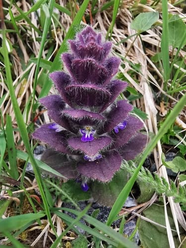 Pyramidal Bugle