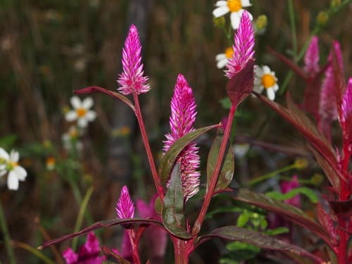 Flamingo Feather Flower