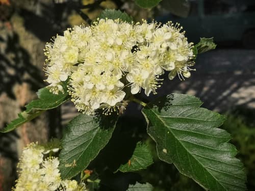 Swedish Whitebeam Bonsai