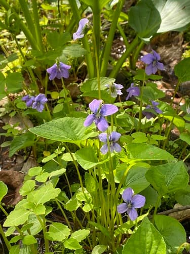 Marsh Blue Violet Bonsai