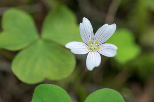 Oregon woodsorrel Bonsai