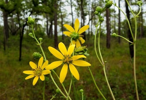 Kidney-leaf Rosinweed