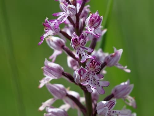 Military Orchid