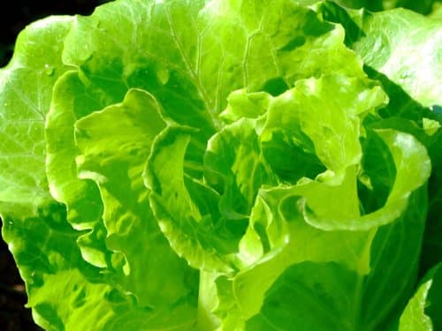 Lettuce Bonsai (Conceptual)