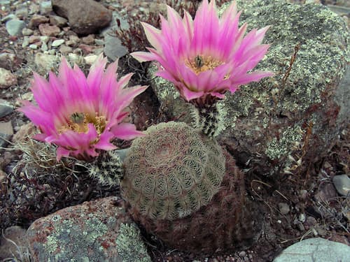 Spiny Hedgehog Cactus