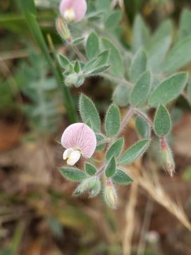 Spanish Clover (Herbaceous Plant, Not a Bonsai)