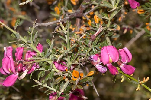 Chaparral Pea Bonsai