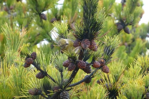 Japanese black pine
