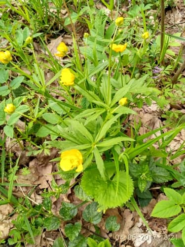Kashubian Buttercups