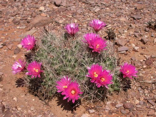 Nipple Beehive Cactus
