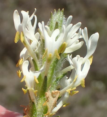 Fringe Falseslugwort