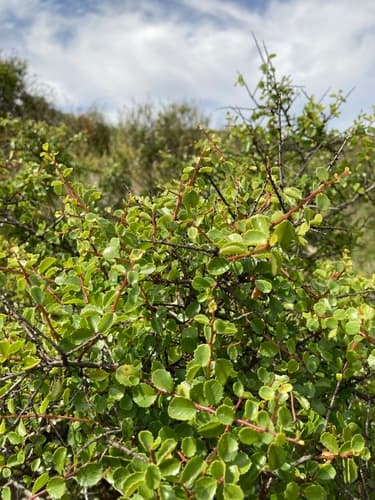 Redberry Buckthorn Bonsai