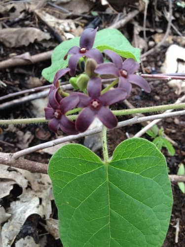 Carolina Climbing-Milkweed Bonsai