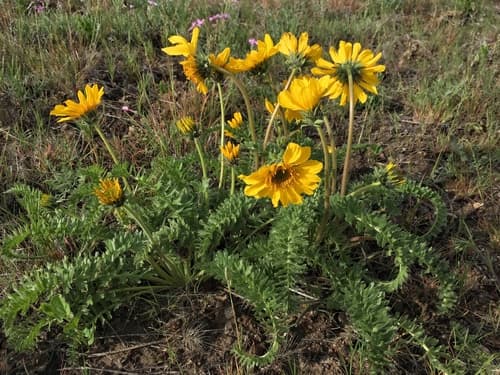 Hooker's Balsamroot