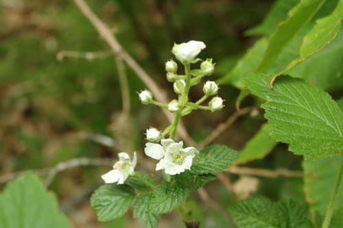 Pilated-leaved Blackberry Bonsai