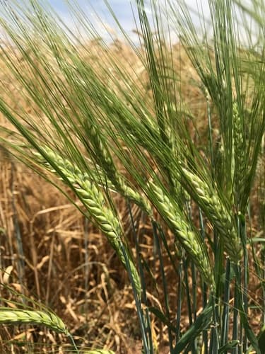 Common Barley