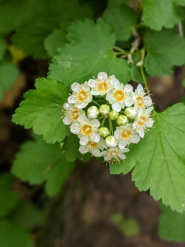 Mallow-leaf Ninebark