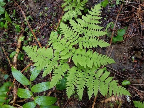 Pacific oak fern