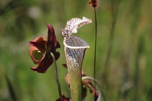 White Pitcher Plant