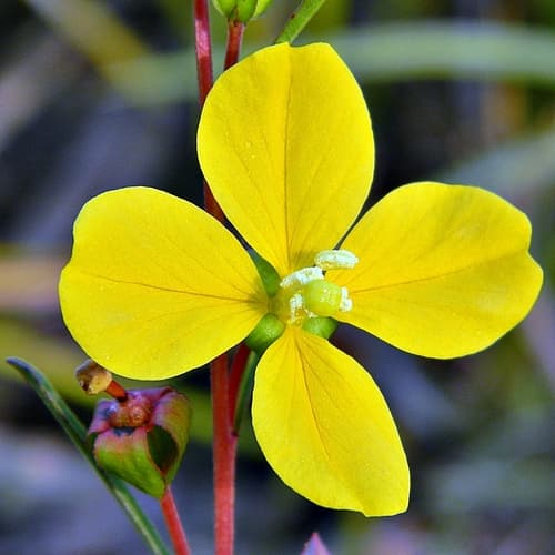 Seaside Primrose-willow