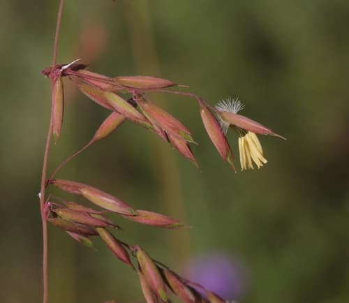 Perennial Veldtgrass