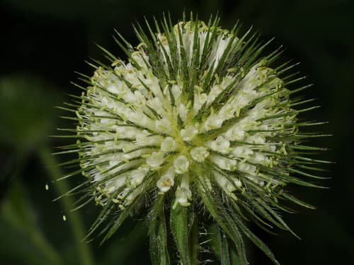 Yellowflower Teasel Bonsai