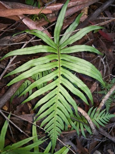 Hammock Fern Bonsai