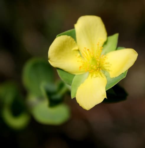 St. Peter's-wort Bonsai
