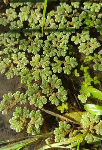Red Azolla