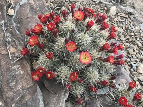 Baker Kingcup Cactus