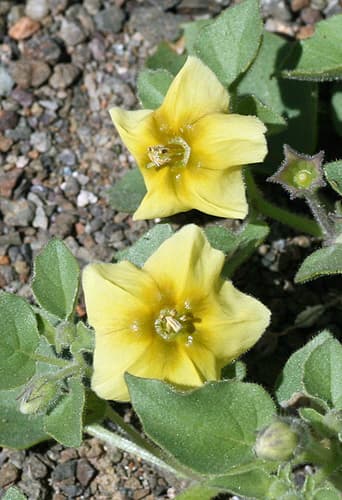 Thickleaf Groundcherry
