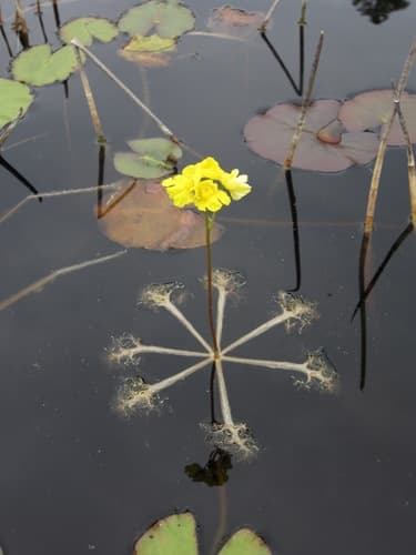 swollen bladderwort