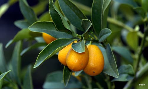 Kumquat Bonsai