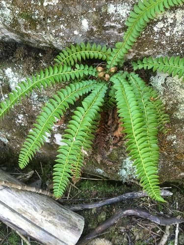 Northern Holly Fern
