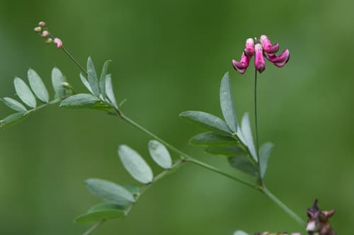 Black Pea Bonsai