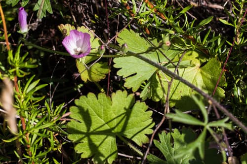 Southern Checkerbloom Bonsai