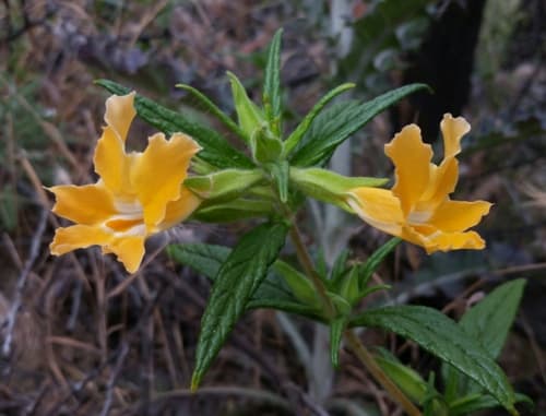 Southern Bush Monkeyflower