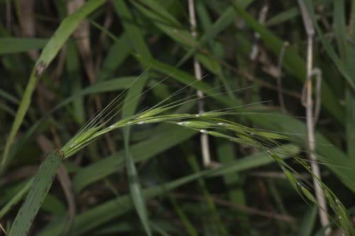 Weeping-grass