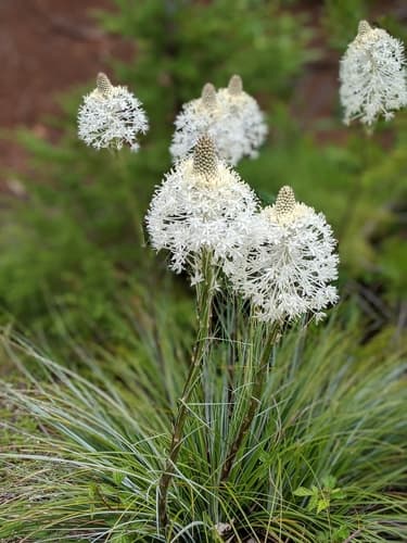Common Beargrass
