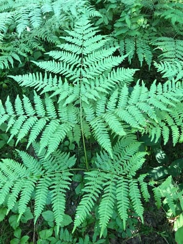 Pinewood Bracken