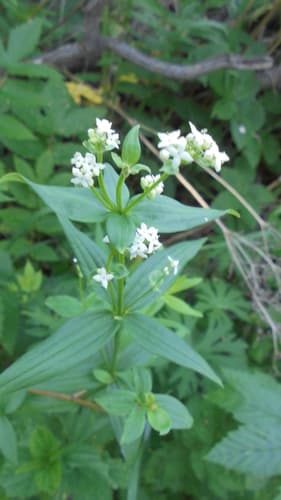 European Bedstraw