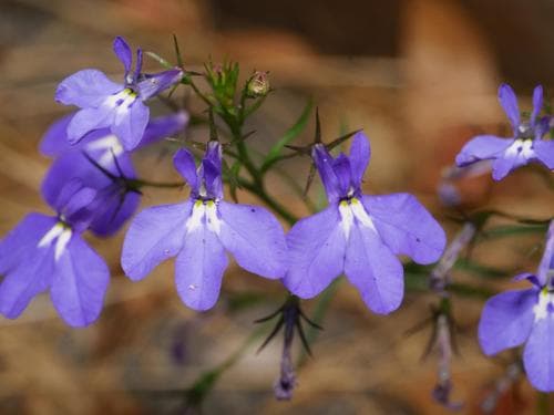 Garden Lobelia