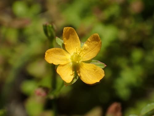 Japanese St. Johns wort