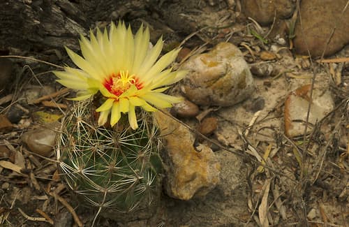 Miniature Barrel Cactus