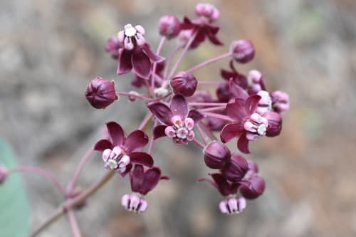 Heart-leaf Milkweed